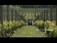 Spraying Grapes 1587
